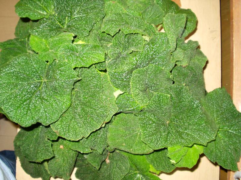B. ‘Andy's Emerald’